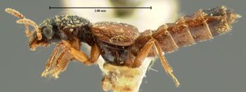Media type: image;   Entomology 6534 Aspect: habitus lateral view